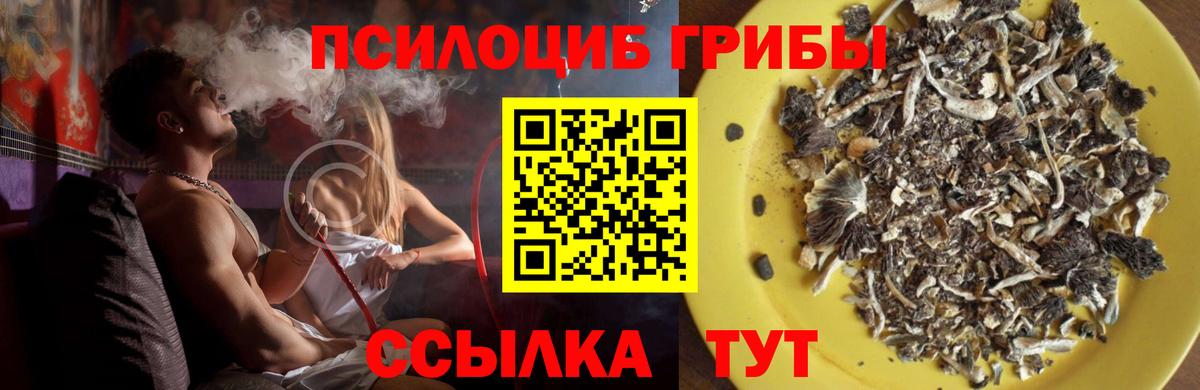 Псилоцибиновые грибы Psilocybine cubensis Котельники